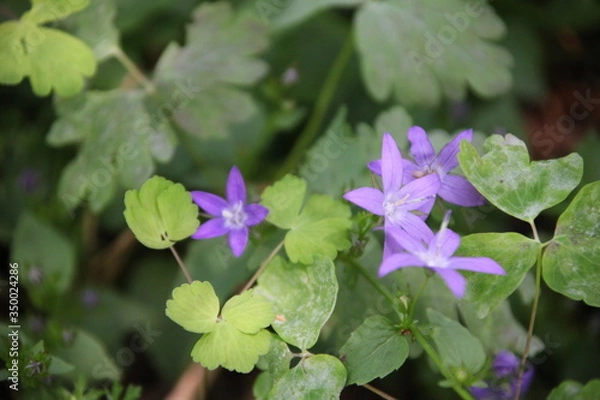 Fototapeta purple flowers in the garden