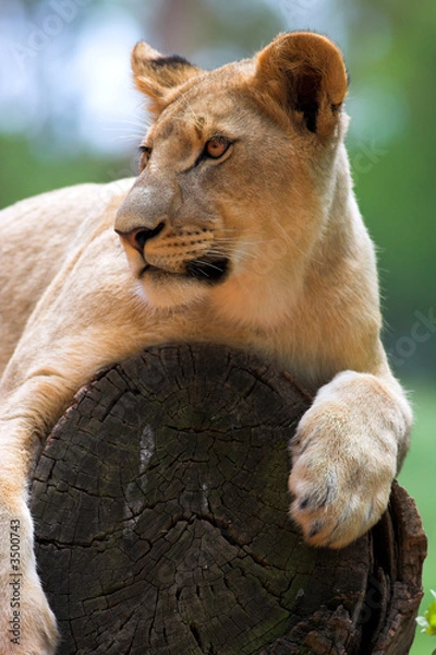 Fototapeta White Lion on a tree stump