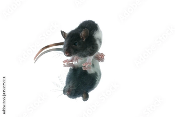 Fototapeta rat on a white background