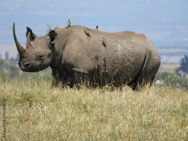 Fototapeta rhino in the wild