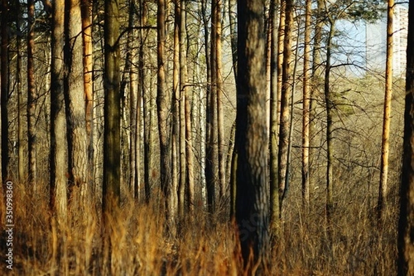 Fototapeta coniferous forest in the rays of the setting sun. Trunks of fir trees at sunset