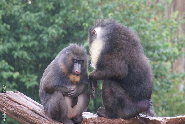 Fototapeta Mandrill - Mandrillus sphinx