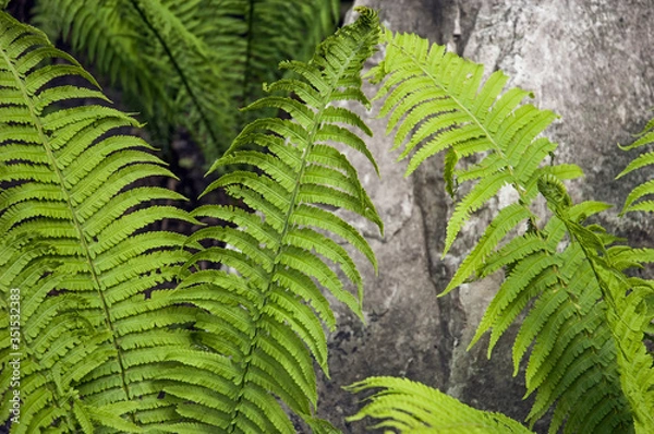 Fototapeta Fresh green and bright fern leaves in a forest closeup