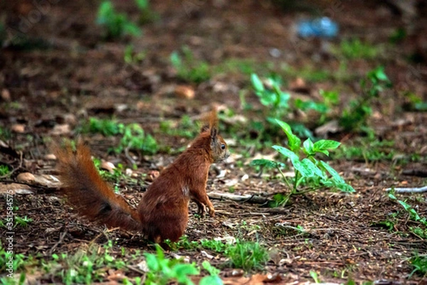 Obraz Red squirrel in the forest. A forest animal seen up close. A pet with a red tail and large eyes in the spring forest between the trees.