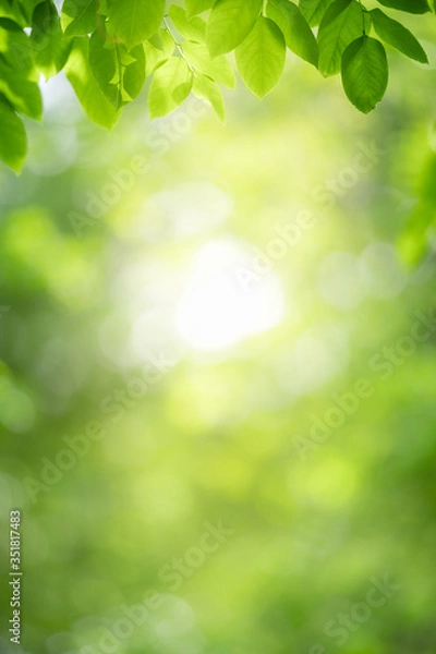 Obraz Nature of green leaf in garden at summer. Natural green leaves plants using as spring background cover page greenery environment ecology wallpaper