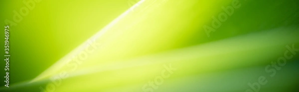 Fototapeta Amazing nature view of green leaf on blurred greenery background in garden and sunlight with copy space using as background natural green plants landscape, ecology, fresh wallpaper concept.