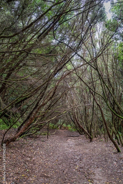 Fototapeta Ein Pfad durch den dicht bewachsenen Lorbeerwald