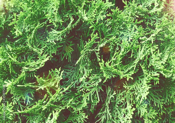 Fototapeta Lush green thuja branches background