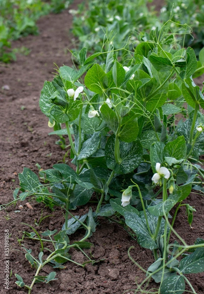 Fototapeta A bush of blooming peas growing in a bunch. Agriculture on a plot of land in the country.