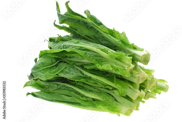 Fototapeta close up on fresh lettuce isolated on white background