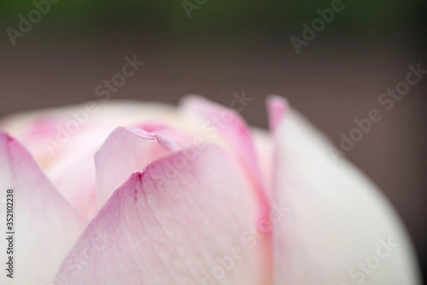 Fototapeta lotus bloom purity of heart