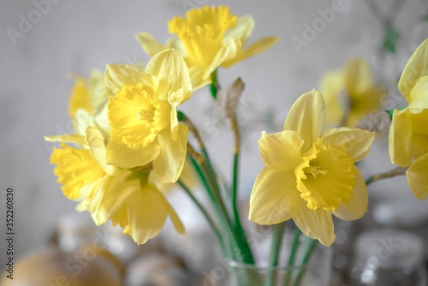 Fototapeta Yellow daffodils on a gray background.