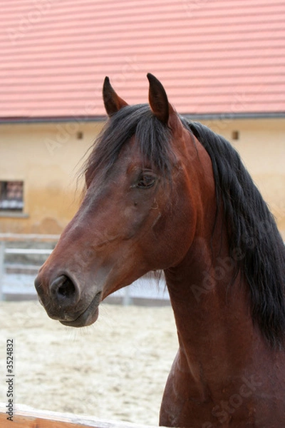 Fototapeta pferdekopf