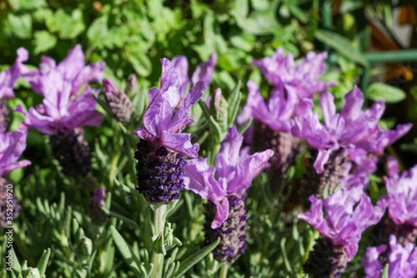 Fototapeta close up of lavender flowers