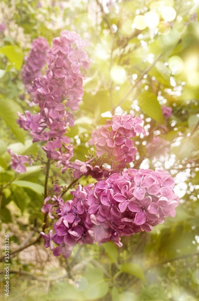 Fototapeta Beautiful lilac flowers in the rays of sunlight in the open air. Beautiful background for cards and layout.