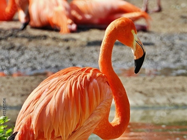 Fototapeta Flamingo