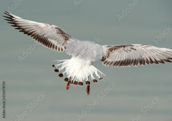 Fototapeta Black-headed gull with details of feathers, Busaiteen coast, Bahrain