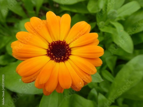 Fototapeta bright yellow daisy