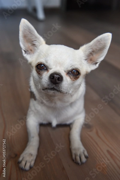 Fototapeta cane pelo bianco corto chihuahua