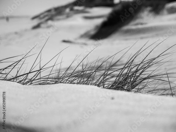 Fototapeta quelque part dans les dunes de Belgique 