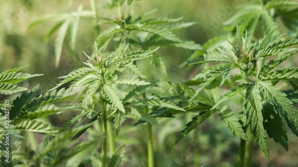 Obraz Young cannabis hemp plants growing in the farm field and moving in wind with sun shining.