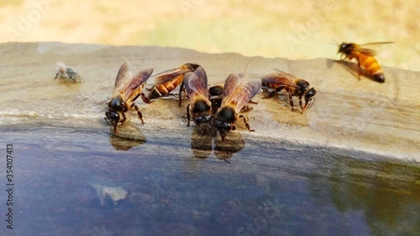 Fototapeta Wild honey bees drinking water to a tank, close up view