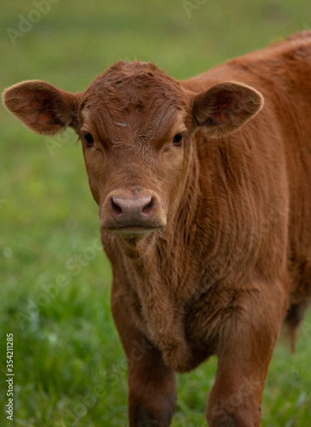 Fototapeta Red Angus Calf