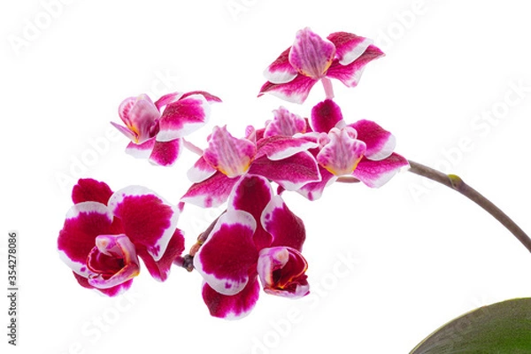 Fototapeta Purple white orchid flowers