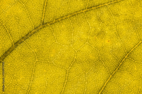 Fototapeta Blur yellow leaf texture for background indicating love for mother nature and pollution free