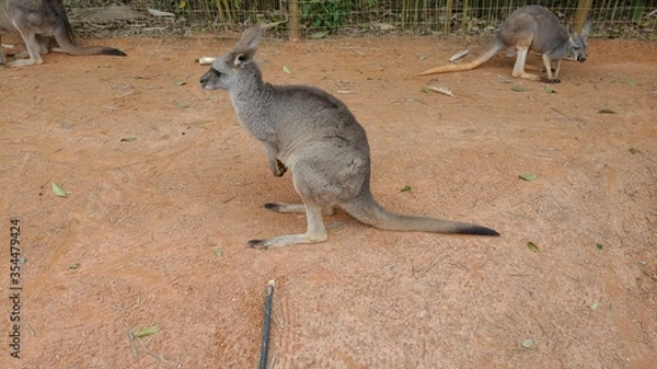 Fototapeta kangaroo in the zoo