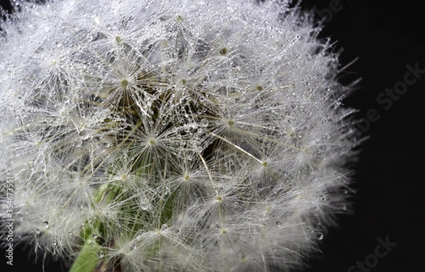 Fototapeta dandelion head in dew