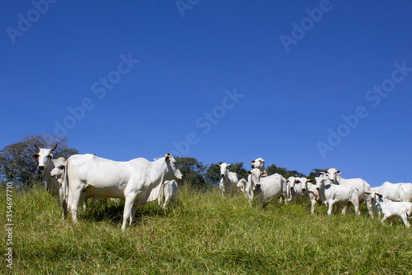 Obraz Nelore at sun in the pasture of a farm in Brazil. Livestock concept. Cattle for fattening. Agriculture.