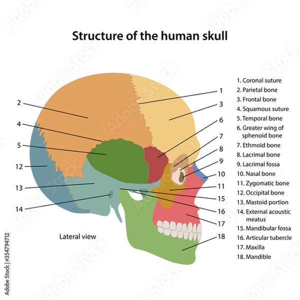 Obraz Structure of the human skull with main parts colored and labeled. Lateral view. Medical vector illustration in flat style on white background