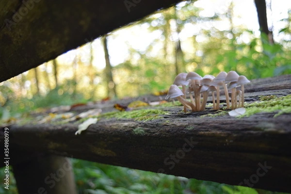 Fototapeta small brown mushrooms that grow in the forest on a damaged wooden bench in autumn, Stuttgart, Germany