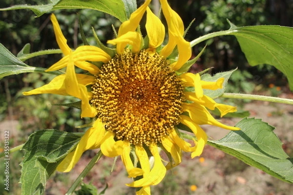 Fototapeta sunflower in the garden