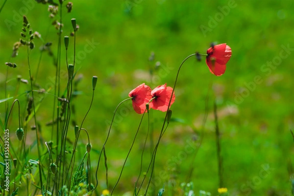 Fototapeta Red poppy flowers, beautiful flowers on a background of green meadow and grass, plants, green stem, red petals, summer