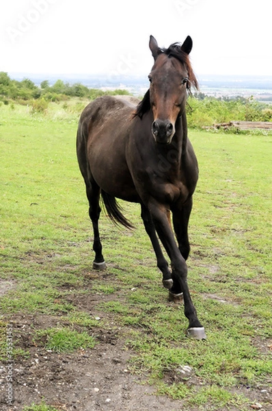 Fototapeta A Black horse