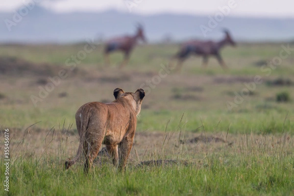 Obraz lioness walking in Masai Mara