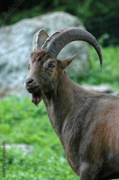 Fototapeta Capra ibex