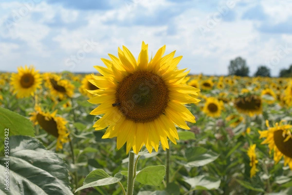 Fototapeta Summer landscape with a field of blooming sunflowers.