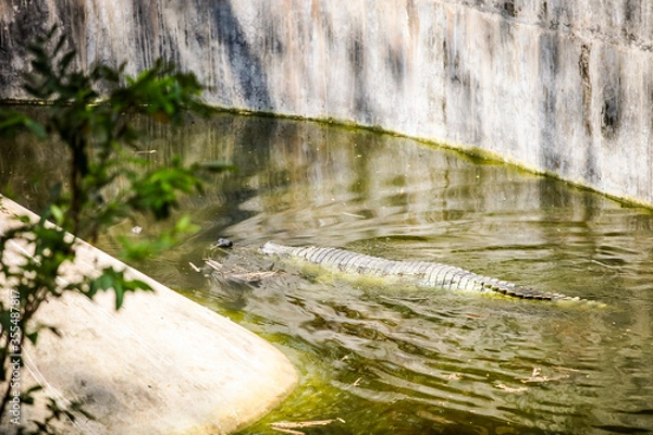 Obraz single large adult crocodile swims in green pond water