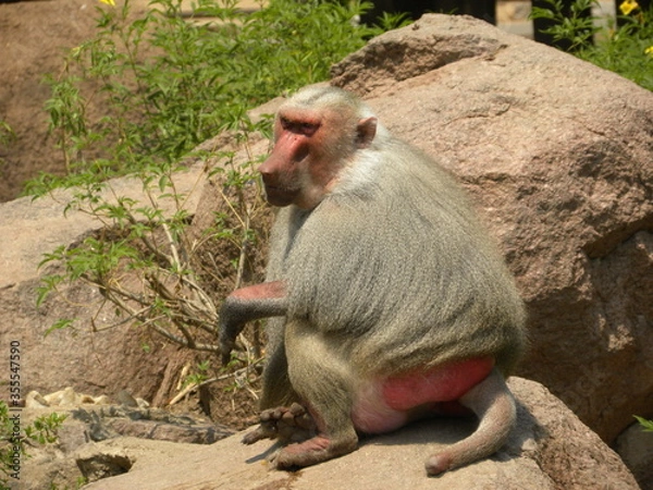 Fototapeta Sacred Baboon (Papio hamadryas)