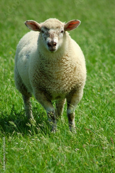 Fototapeta Schaf auf einem Feld