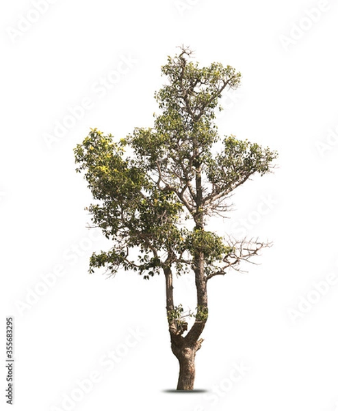 Fototapeta tree isolated on white background