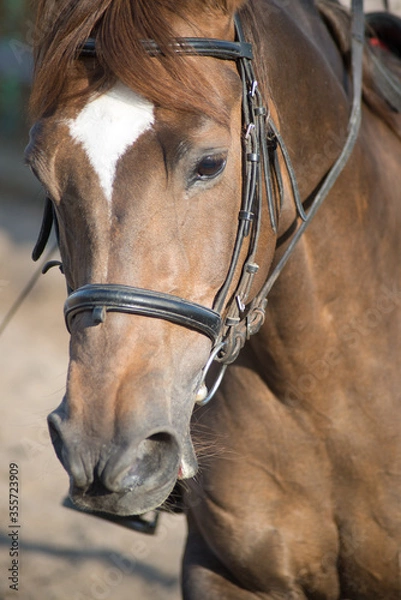 Fototapeta brown horse in the summer on the street with a rider