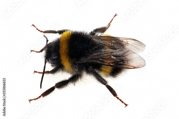 Fototapeta Bumblebee close up on white background | Bourdon en gros plan sur fond blanc