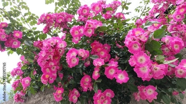 Fototapeta pink and white flowers