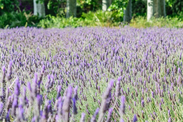 Fototapeta Wild lavender meadow background in natural park. Springtime, gardening concept.