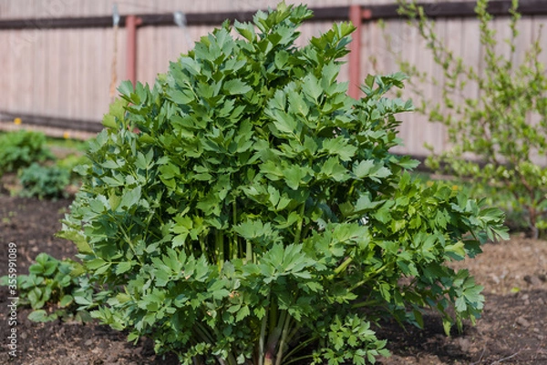 Fototapeta Spice lovage. Spice grows in the garden. Bush lovage. Tall bush plants. Natural spicy spice. Aromatic grass. Cooking Dry the spices.