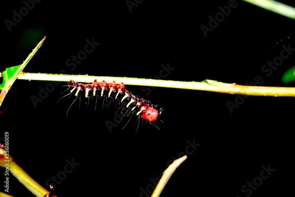 Fototapeta caterpillar on a branch